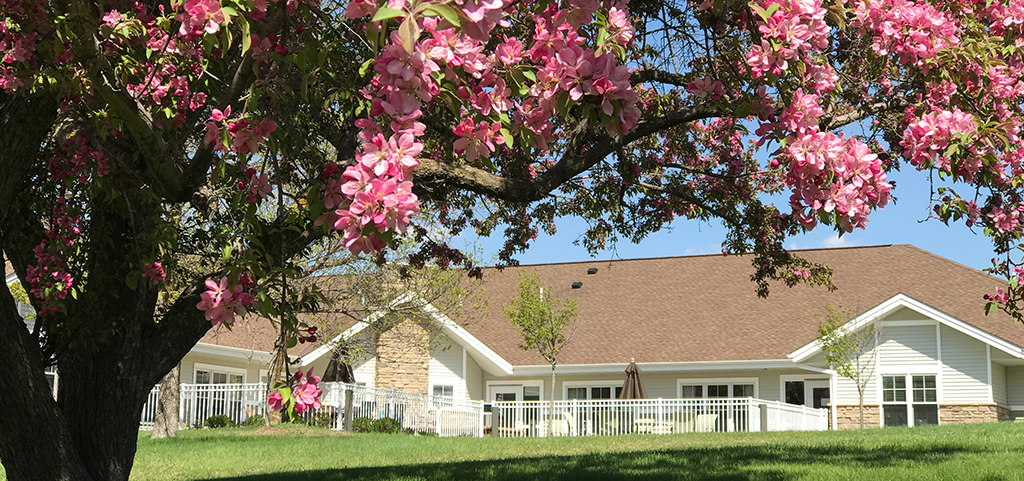 Flowering trees near the Deer Wood Household